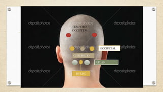 TEMPORO
OCCIPITAL
OCCIPITAL
ATLAS
CEREBELO
BULBO