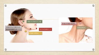 MANDIBULA
ANGULO DE LA
MANDIBULA
PREAURICULAR
ANGINA
PAROTIDA
PARATIROIDES