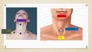 TIROIDES
CAROTIDA
ECM
LARINGE
PLEXO
CERVICAL