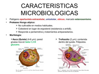 CARACTERISTICAS
MICROBIOLOGICAS
• Patógeno oportunista extracelular, unicelular, ubicuo, marcado estenoxenismo.
• Protozoo Hongo atípico:
 No cultivable en medios habituales.
 Colesterol en lugar de ergosterol (resistencia a anfoB).
 Responde a pentamidina y tratamientos antiparasitarios.
• Morfología:
Asco (Quiste) (4-6 µm): pared
gruesa rica en beta-1,3 D
glucano.
 Trofozoito (2 µm): contenida
dentro del quiste. Filópodos.
 