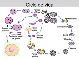 Ciclo de vida
 