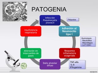 PATOGENIA
Quimiotaxis:
-Neutrófilos
-Macrófagos
- LnT CD4+
Quimiotaxis:
-Neutrófilos
-Macrófagos
- LnT CD4+
TNF-alfa
IL-8
IFN-gamma
TNF-alfa
IL-8
IFN-gamma
FilópodosFilópodos
 