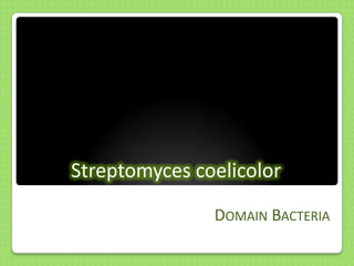 Streptomyces coelicolor
DOMAIN BACTERIA

 