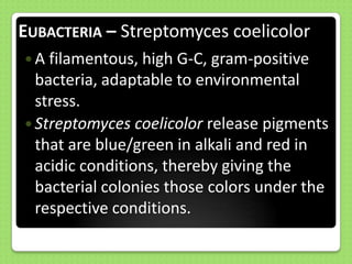 EUBACTERIA – Streptomyces coelicolor
 A filamentous, high G-C, gram-positive

bacteria, adaptable to environmental
stress.
 Streptomyces coelicolor release pigments
that are blue/green in alkali and red in
acidic conditions, thereby giving the
bacterial colonies those colors under the
respective conditions.

 