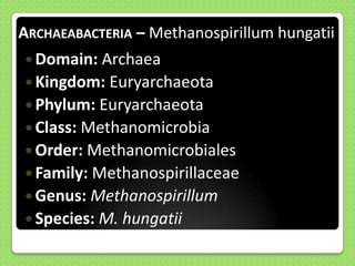 ARCHAEABACTERIA – Methanospirillum hungatii
 Domain: Archaea
 Kingdom: Euryarchaeota
 Phylum: Euryarchaeota
 Class: Methanomicrobia
 Order: Methanomicrobiales
 Family: Methanospirillaceae
 Genus: Methanospirillum

 Species: M. hungatii

 