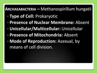 ARCHAEABACTERIA – Methanospirillum hungatii
 Type of Cell: Prokaryotic
 Presence of Nuclear Membrane: Absent
 Unicellular/Multicellular: Unicellular
 Presence of Mitochondria: Absent
 Mode of Reproduction: Asexual, by

means of cell division.

 