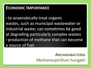 ECONOMIC IMPORTANCE
• to anaerobically treat organic

wastes, such as municipal wastewater or
industrial waste; can sometimes be good
at degrading particularly complex wastes
• production of methane that can become
a source of fuel
ARCHAEABACTERIA
Methanospirillum hungatii

 