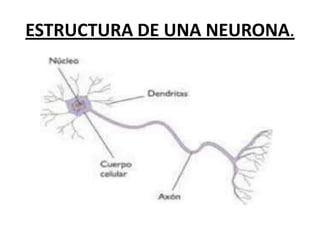 ESTRUCTURA DE UNA NEURONA.
 