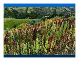 Factores preponderantes para la conservación de la Variabilidad de papas nativas en las comunidades campesinas de Amaru, Chahuaytire y Viacha – Pisac – Cusco