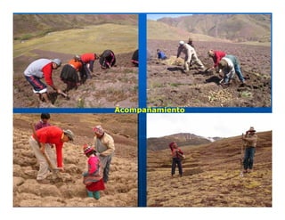 Factores preponderantes para la conservación de la Variabilidad de papas nativas en las comunidades campesinas de Amaru, Chahuaytire y Viacha – Pisac – Cusco
