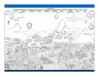 Factores preponderantes para la conservación de la Variabilidad de papas nativas en las comunidades campesinas de Amaru, Chahuaytire y Viacha – Pisac – Cusco