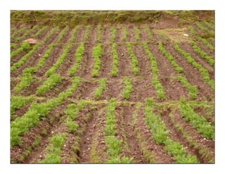 Factores preponderantes para la conservación de la Variabilidad de papas nativas en las comunidades campesinas de Amaru, Chahuaytire y Viacha – Pisac – Cusco