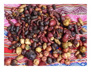 Factores preponderantes para la conservación de la Variabilidad de papas nativas en las comunidades campesinas de Amaru, Chahuaytire y Viacha – Pisac – Cusco