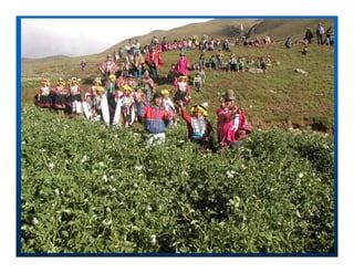 Factores preponderantes para la conservación de la Variabilidad de papas nativas en las comunidades campesinas de Amaru, Chahuaytire y Viacha – Pisac – Cusco