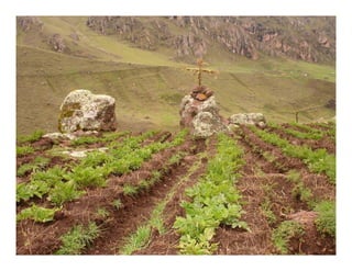 Factores preponderantes para la conservación de la Variabilidad de papas nativas en las comunidades campesinas de Amaru, Chahuaytire y Viacha – Pisac – Cusco