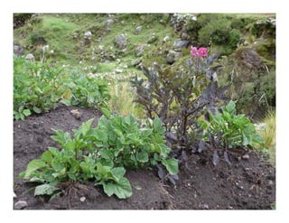 Factores preponderantes para la conservación de la Variabilidad de papas nativas en las comunidades campesinas de Amaru, Chahuaytire y Viacha – Pisac – Cusco