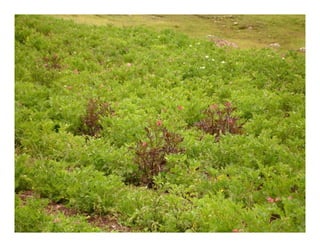 Factores preponderantes para la conservación de la Variabilidad de papas nativas en las comunidades campesinas de Amaru, Chahuaytire y Viacha – Pisac – Cusco