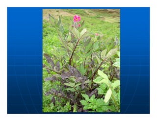 Factores preponderantes para la conservación de la Variabilidad de papas nativas en las comunidades campesinas de Amaru, Chahuaytire y Viacha – Pisac – Cusco