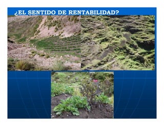 Factores preponderantes para la conservación de la Variabilidad de papas nativas en las comunidades campesinas de Amaru, Chahuaytire y Viacha – Pisac – Cusco