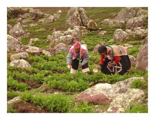 Factores preponderantes para la conservación de la Variabilidad de papas nativas en las comunidades campesinas de Amaru, Chahuaytire y Viacha – Pisac – Cusco