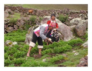 Factores preponderantes para la conservación de la Variabilidad de papas nativas en las comunidades campesinas de Amaru, Chahuaytire y Viacha – Pisac – Cusco