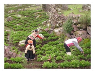 Factores preponderantes para la conservación de la Variabilidad de papas nativas en las comunidades campesinas de Amaru, Chahuaytire y Viacha – Pisac – Cusco