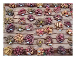 Factores preponderantes para la conservación de la Variabilidad de papas nativas en las comunidades campesinas de Amaru, Chahuaytire y Viacha – Pisac – Cusco