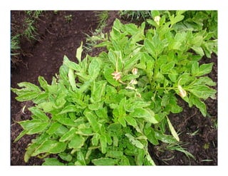 Factores preponderantes para la conservación de la Variabilidad de papas nativas en las comunidades campesinas de Amaru, Chahuaytire y Viacha – Pisac – Cusco