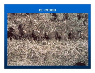 Factores preponderantes para la conservación de la Variabilidad de papas nativas en las comunidades campesinas de Amaru, Chahuaytire y Viacha – Pisac – Cusco