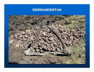 Factores preponderantes para la conservación de la Variabilidad de papas nativas en las comunidades campesinas de Amaru, Chahuaytire y Viacha – Pisac – Cusco