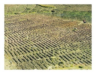 Factores preponderantes para la conservación de la Variabilidad de papas nativas en las comunidades campesinas de Amaru, Chahuaytire y Viacha – Pisac – Cusco