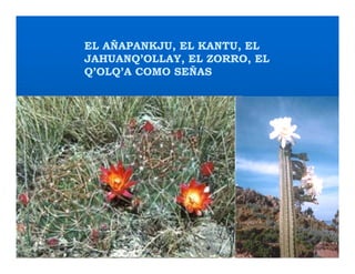 Factores preponderantes para la conservación de la Variabilidad de papas nativas en las comunidades campesinas de Amaru, Chahuaytire y Viacha – Pisac – Cusco