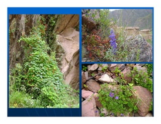 Factores preponderantes para la conservación de la Variabilidad de papas nativas en las comunidades campesinas de Amaru, Chahuaytire y Viacha – Pisac – Cusco