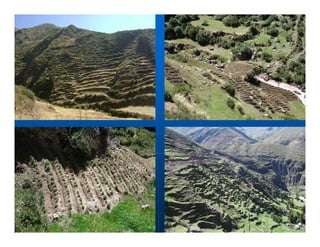 Factores preponderantes para la conservación de la Variabilidad de papas nativas en las comunidades campesinas de Amaru, Chahuaytire y Viacha – Pisac – Cusco