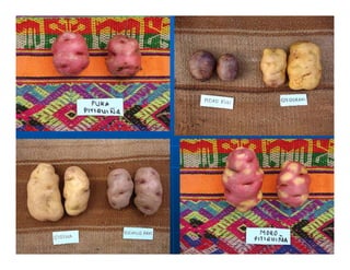 Factores preponderantes para la conservación de la Variabilidad de papas nativas en las comunidades campesinas de Amaru, Chahuaytire y Viacha – Pisac – Cusco