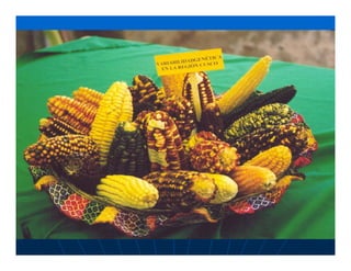 Factores preponderantes para la conservación de la Variabilidad de papas nativas en las comunidades campesinas de Amaru, Chahuaytire y Viacha – Pisac – Cusco