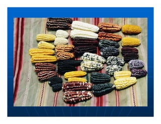 Factores preponderantes para la conservación de la Variabilidad de papas nativas en las comunidades campesinas de Amaru, Chahuaytire y Viacha – Pisac – Cusco