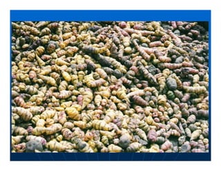 Factores preponderantes para la conservación de la Variabilidad de papas nativas en las comunidades campesinas de Amaru, Chahuaytire y Viacha – Pisac – Cusco