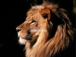 leones Javier potosí 802 