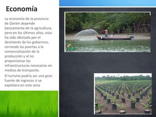 Economía
La economía de la provincia
de Darién depende
básicamente de la agricultura,
pero en los últimos años, esta
ha sido afectada por el
desinterés de los gobiernos,
cerrando las puertas a la
comercialización de la
producción y al no
proporcionar las
infraestructuras necesarias en
medios de transporte.
El turismo podría ser una gran
fuente de ingresos si se
explotara en esta zona
 