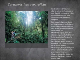 Características geográficas
                              La etnia Emberá-Wounaan
                              abarca quinientas hectáreas y
                              está dividida en cuarenta y dos
                              comunidades con un total
                              aproximado de nueve mil
                              indígenas.
                              Este grupo indígena se divide
                              en los Wounaan y los Emberás.
                              Los primeros habitan las áreas
                              del Darién, diseminados en las
                              orillas de los río
                              Membrillo, tupiza, Tuira, Rio
                              sábalo y jingurundo, habitan en
                              la tierra colectiva fuera de la
                              comarca en: Puerto
                              Lara, Balsas, Jaqué, Sambú y
                              Río Bagre. Los Emberás habitan
                              en las orillas del Río
                              Chucunaque, tuira, tupiza y Río
                              chico y también habitan en la
                              provincia de Panamá:
                              Chagres, Mocambo Abajo, San
                              Antonio, Gamboa y Emberá
                              Gatún, majé.
 