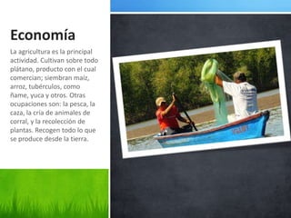 Economía
La agricultura es la principal
actividad. Cultivan sobre todo
plátano, producto con el cual
comercian; siembran maíz,
arroz, tubérculos, como
ñame, yuca y otros. Otras
ocupaciones son: la pesca, la
caza, la cría de animales de
corral, y la recolección de
plantas. Recogen todo lo que
se produce desde la tierra.
 