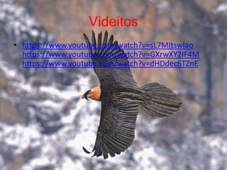 Videítos 
• https://www.youtube.com/watch?v=sL7MItswlao 
https://www.youtube.com/watch?v=GXrwXY2IF4M 
https://www.youtube.com/watch?v=dHDdec6TZnE 
 