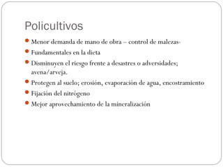 Policultivos
 Menor demanda de mano de obra – control de malezas-
 Fundamentales en la dieta
 Disminuyen el riesgo frente a desastres o adversidades;
  avena/arveja.
 Protegen al suelo; erosión, evaporación de agua, encostramiento
 Fijación del nitrógeno
 Mejor aprovechamiento de la mineralización
 
