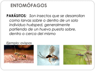 ENTOMÓFAGOS

PARÁSITOS: Son insectos que se desarrollan
 como larvas sobre o dentro de un solo
 individuo huésped, generalmente
 partiendo de un huevo puesto sobre,
 dentro o cerca del mismo

Ejemplo: avispas
 