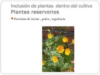 Inclusión de plantas dentro del cultivo
Plantas reservorios
Provisión de néctar , polen , repelencia
 