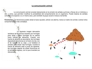 La comunicación animal consiste básicamente en la emisión de señales químicas y físicas de un individuo a
otro, u otros, que permiten modificar la probabilidad del comportamiento de un organismo. Puede tratarse de señales
comunes a la especie o a un mismo sexo, pero también al grupo social e incluso a la familia
La comunicación animal
Feromonas: Las feromonas pueden atraer al sexo opuesto, activar una alarma, marca un rastro de comida o activar otros
comportamientos más complejos.
La siguiente imagen demuestra
senderos de feromonas trazados por hormigas
para dirigir a otras hormigas de la colonia
hacia fuentes de alimentos. Cuando una
fuente de alimento es abundante, las hormigas
depositarán feromonas en el tramo de ida y en
el de regreso de su viaje, y se fortalece el
sendero para atraer más hormigas. Cuando la
fuente de alimento está a punto de agotarse,
las hormigas dejarán de añadir feromonas en
el camino de regreso, con lo que el sendero se
desvanece.
 