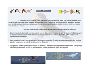 La comunicación auditiva —comunicación basada en sonidos— se usa ampliamente en el reino animal.Señales auditivas
La comunicación auditiva es particularmente importante en las aves, que utilizan sonidos para
transmitir advertencias, atraer parejas, defender territorios y coordinar comportamientos grupales. Algunas
aves también producen cantos, vocalizaciones relativamente largas y melódicas que tienden a ser similares entre los
miembros de una especie.
Muchas especies que no son aves también se comunican mediante el sonido:
• Los monos (gritan) una advertencia cuando hay un depredador cercano, lo que da oportunidad de escapar
a otros miembros de la manada. Los cercopitecos verdes tienen incluso diferentes gritos para indicar
diferentes depredadores.
• Las ranas toro (croan) para atraer ranas hembra como parejas. En algunas especies de rana, los sonidos
pueden escucharse ¡a más de un kilómetro de distancia!
• Los gibones utilizan (gritos) para marcar su territorio y mantener lejos a posibles competidores. Una pareja
de macho y hembra, e incluso su descendencia, puede producir los gritos en conjunto.
 