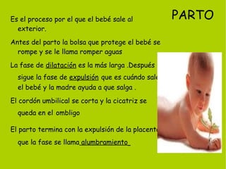 Glándulas : son las vesículas seminales y próstata fabrican un líquido que sirve de alimento