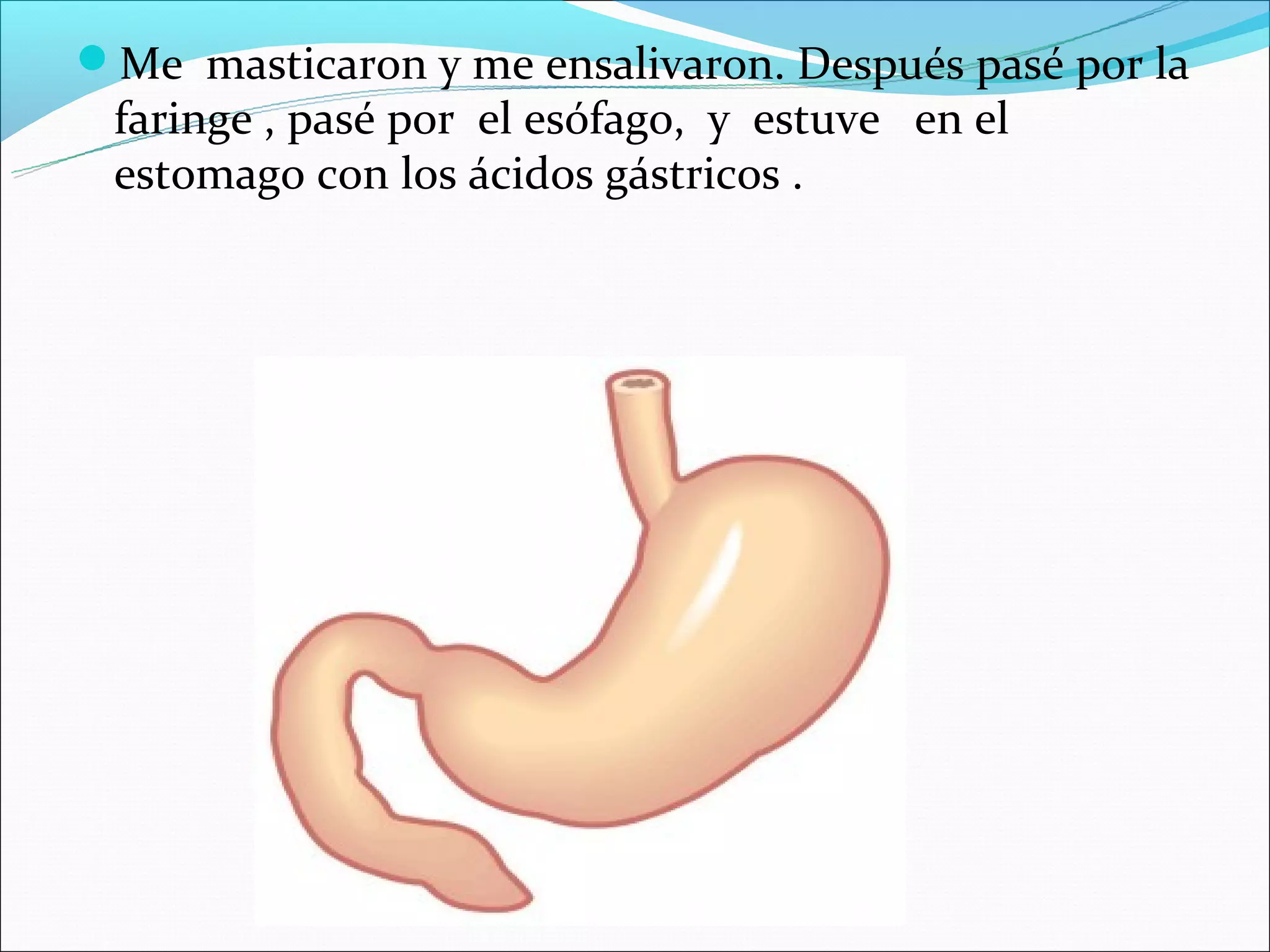 Me masticaron y me ensalivaron. Después pasé por la
 faringe , pasé por el esófago, y estuve en el
 estomago con los ácidos gástricos .
 